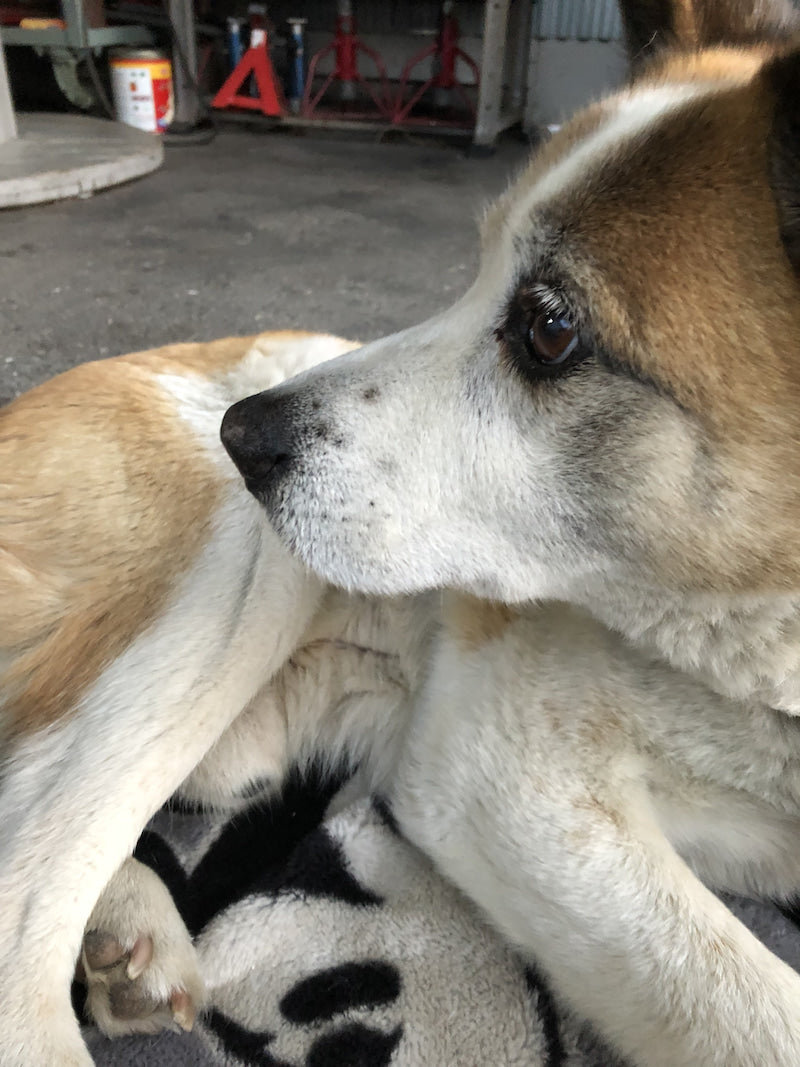 臨時休業のお知らせ